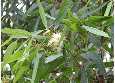 Australian Oil of Eucalyptus